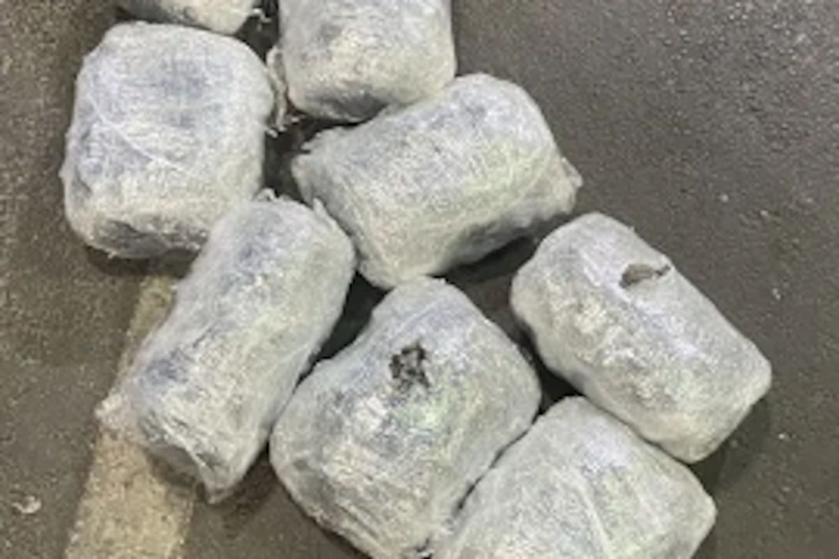 Interceptan contrabando de pepino de mar en Calexico