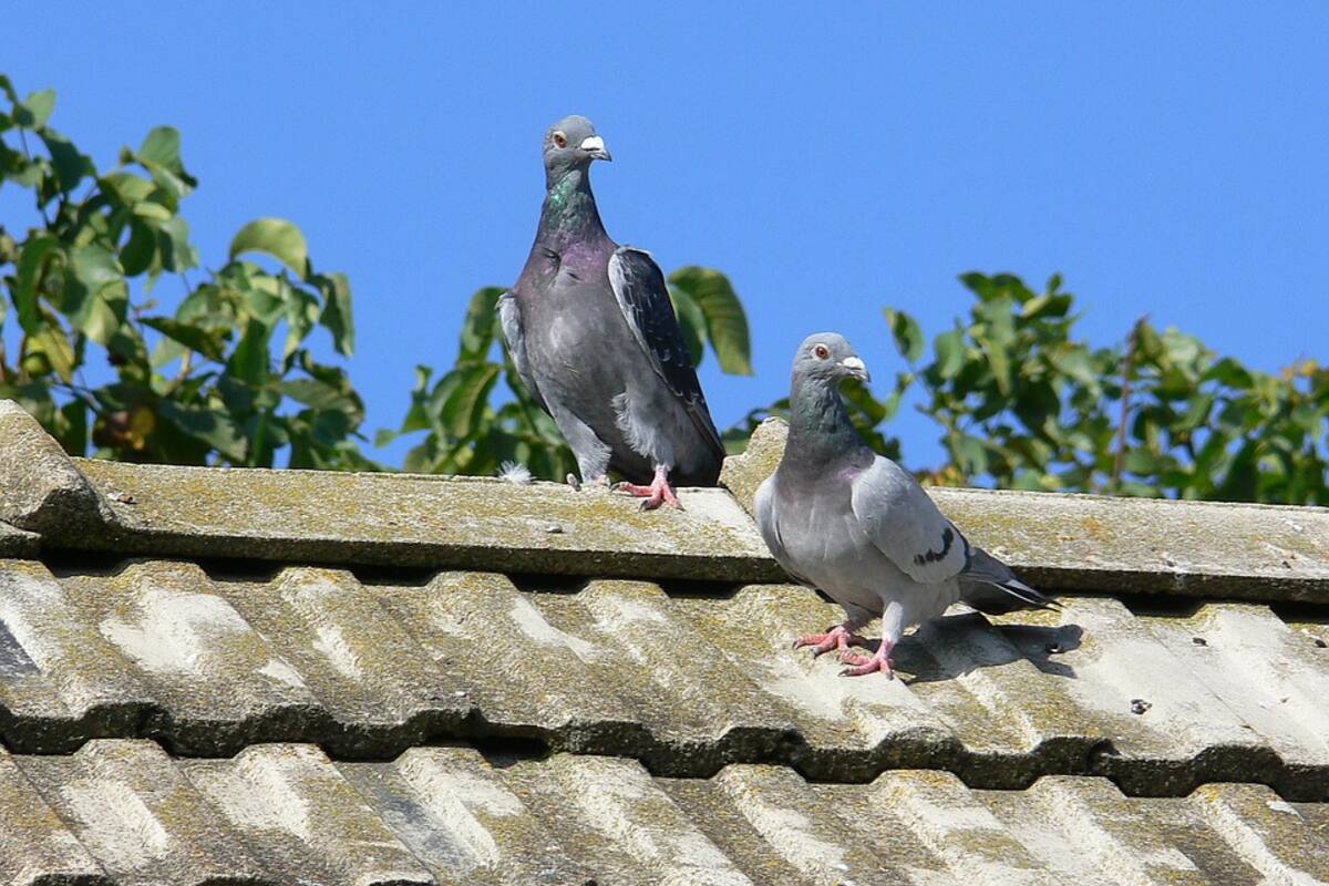 Le cae popó de pichón a legislador que hablaba contra ellos