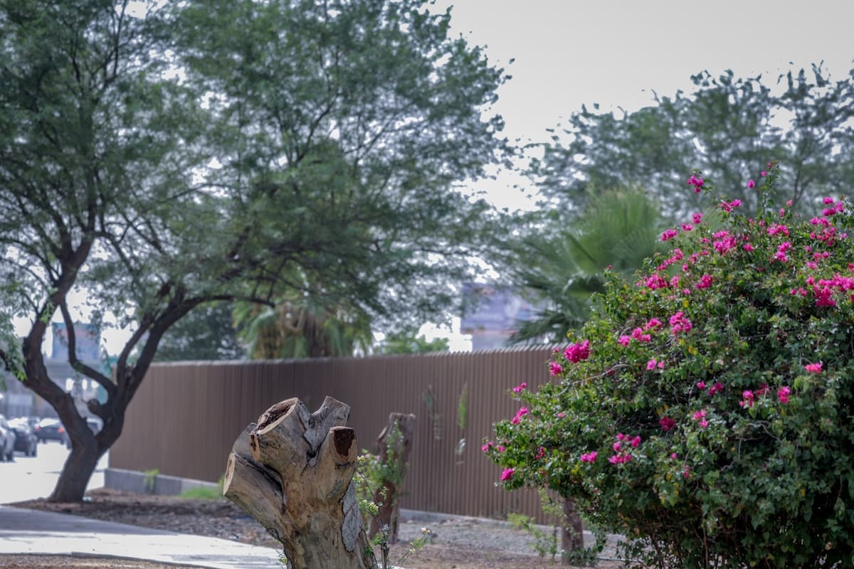 Clima Mexicali: Día soleado con temperaturas máximas de 27 grados este domingo