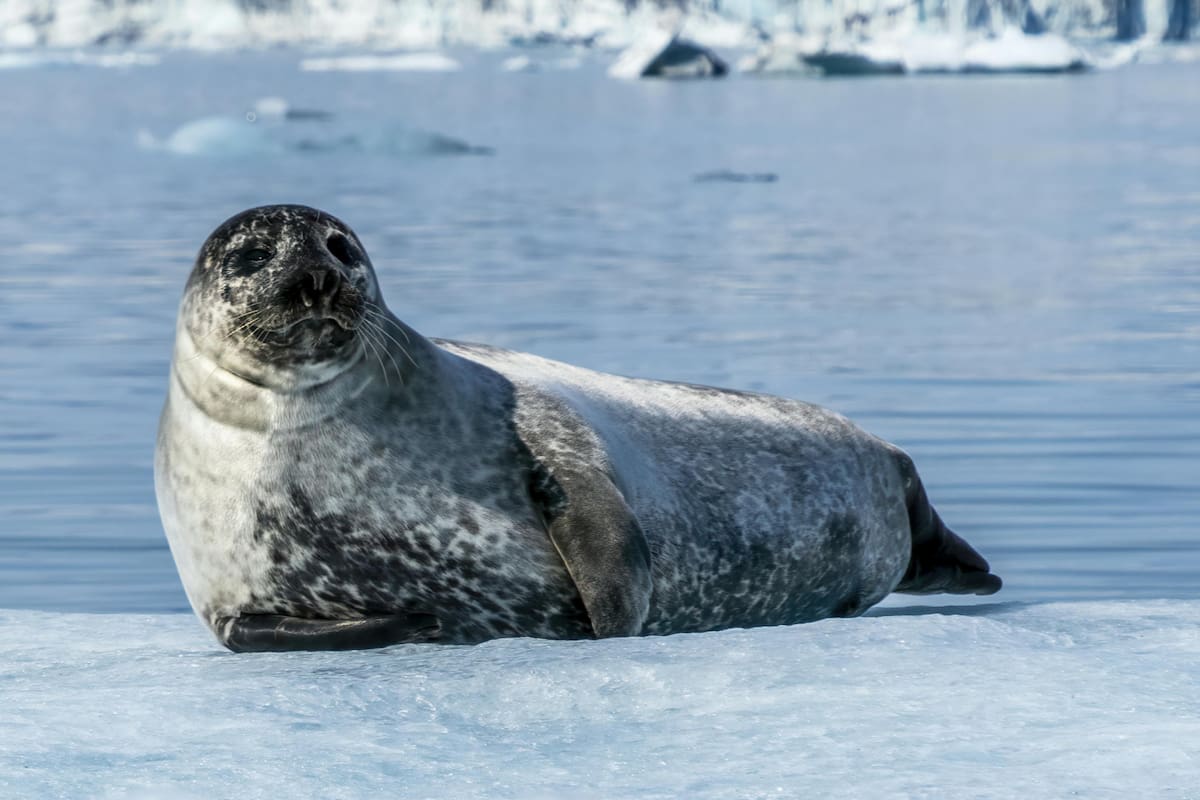 La leche de foca gris supera a la humana: el sorprendente hallazgo de 240 azúcares