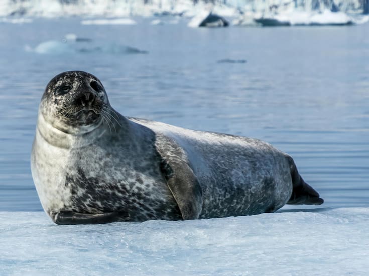 La leche de foca gris supera a la humana: el sorprendente hallazgo de 240 azúcares