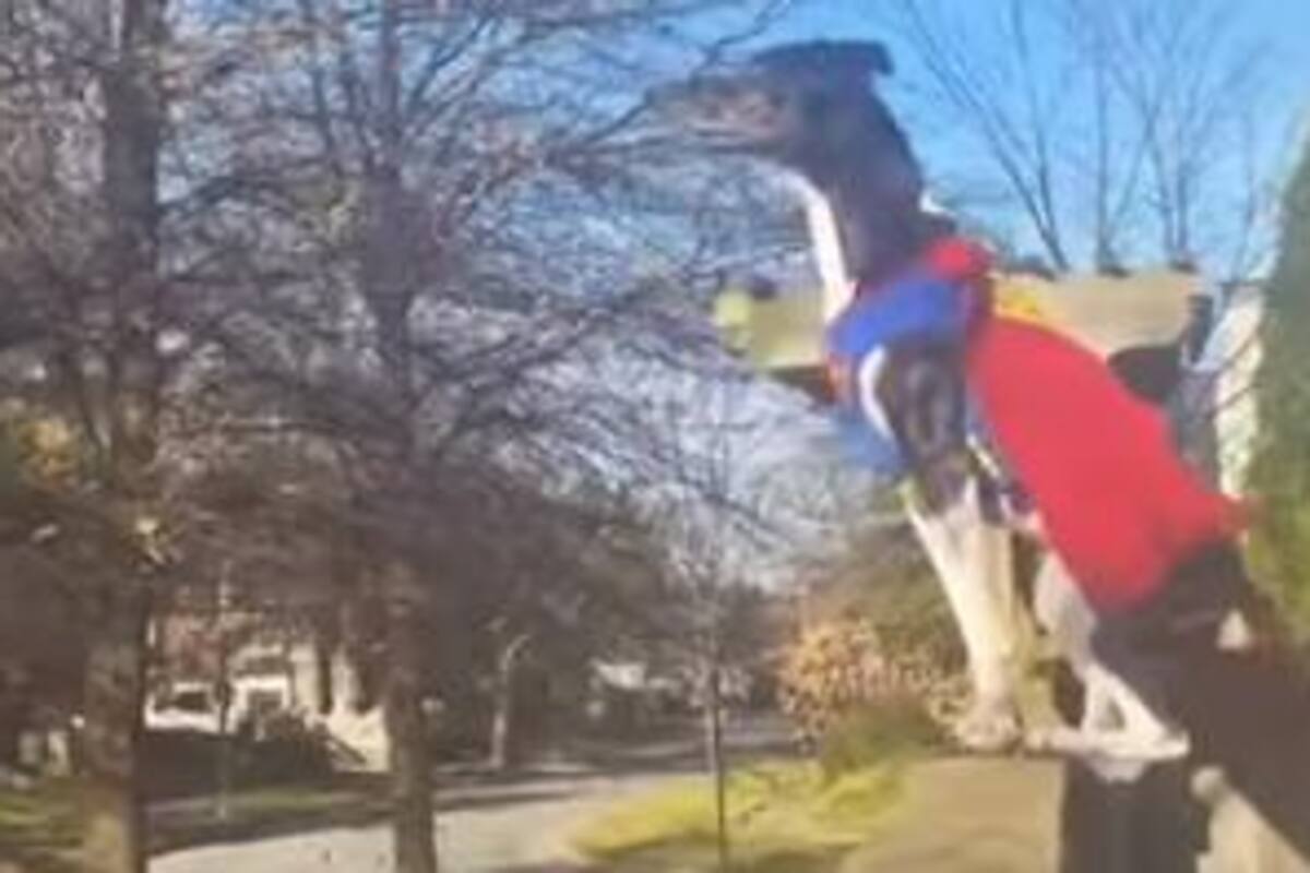 Ninguna pared va a detener a este perro