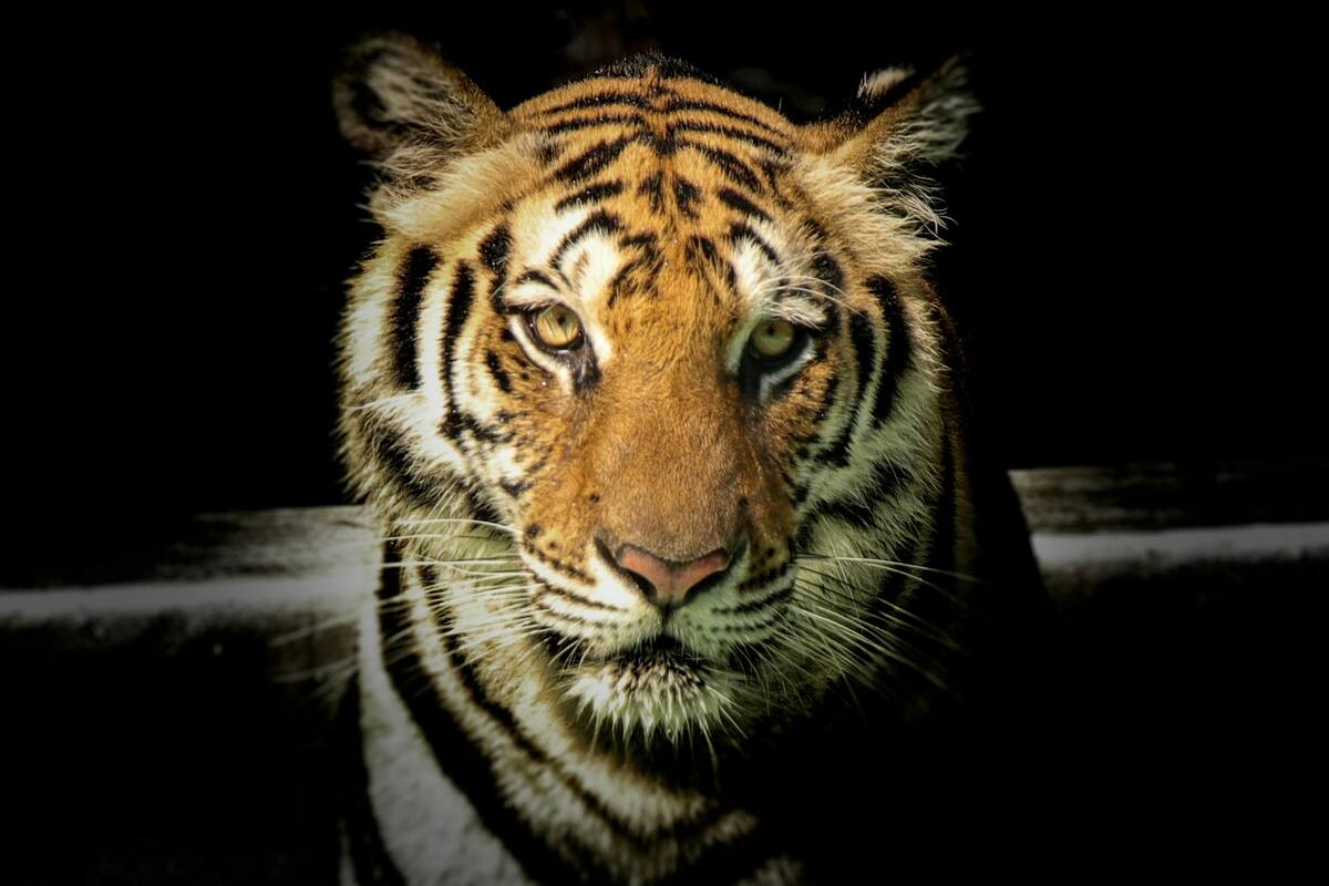 Tigre se escapa de centro recreativo en Tamaulipas, autoridades alertan