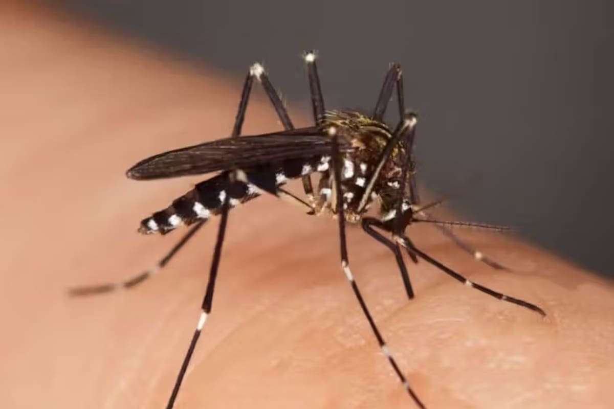 Picaduras de insectos: Guía para identificarlos