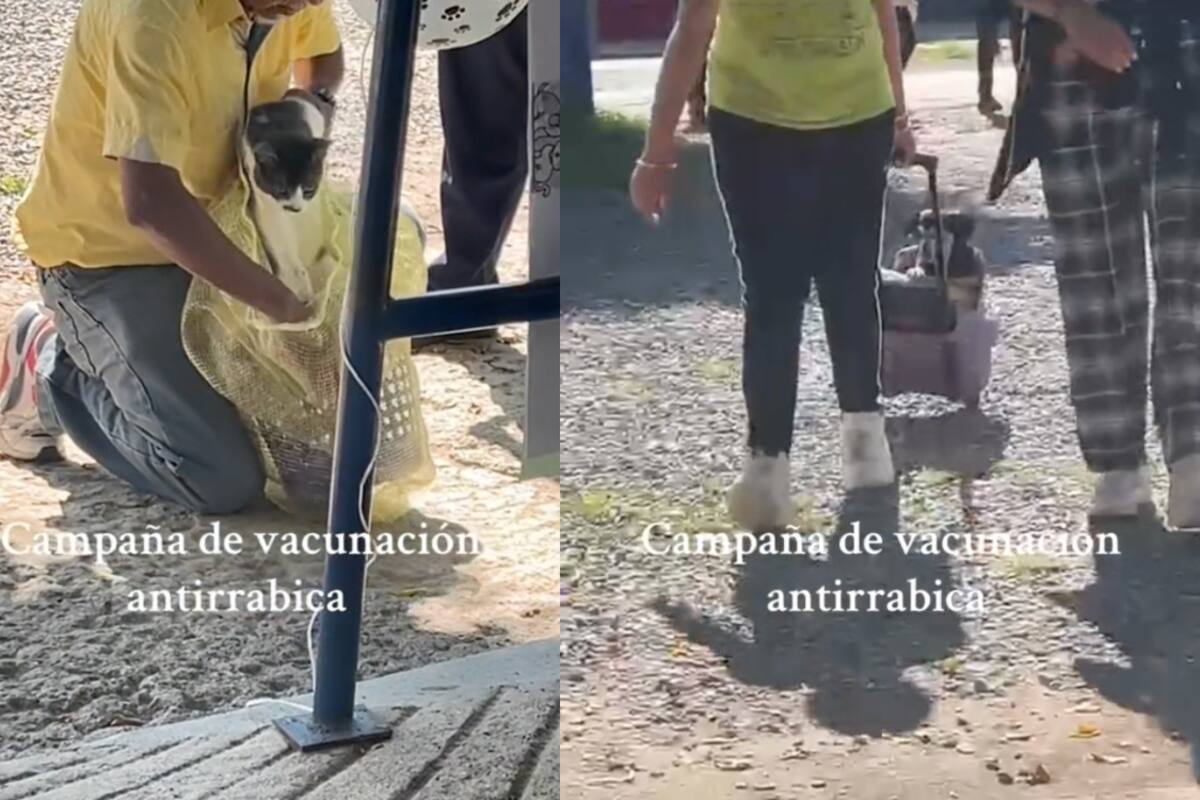 Así transportaron a sus mascotas para una campaña gratuita de vacunación | TikTok