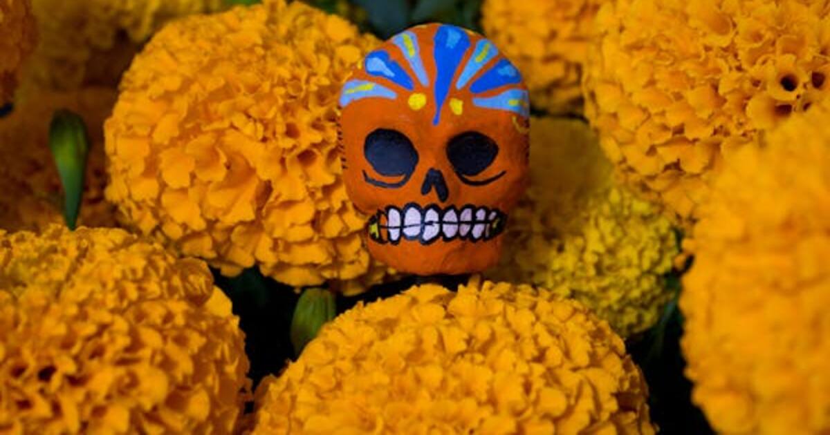 Día de Muertos: Puebla producirá 16 mil toneladas de cempasúchil en ...