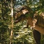 T. rex tenía una temperatura corporal similar a la humana: científicos la midieron con dientes fósiles