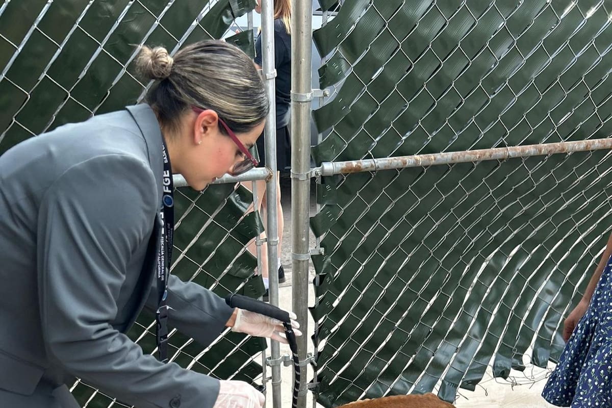 Rescatan a perro en estado de abandono durante cateo en Lagos del Sol