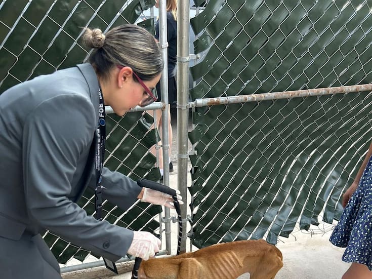 Rescatan a perro en estado de abandono durante cateo en Lagos del Sol