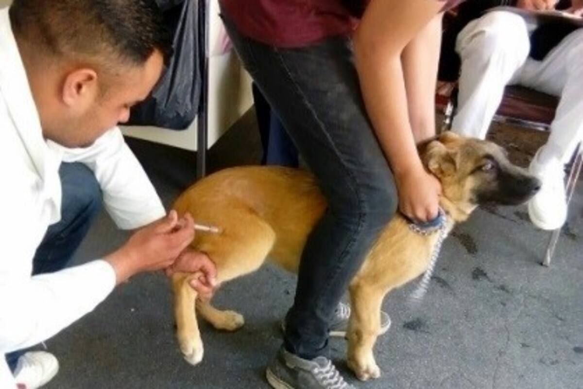 Inicia en BC jornada de vacunación antirrábica para perros y gatos