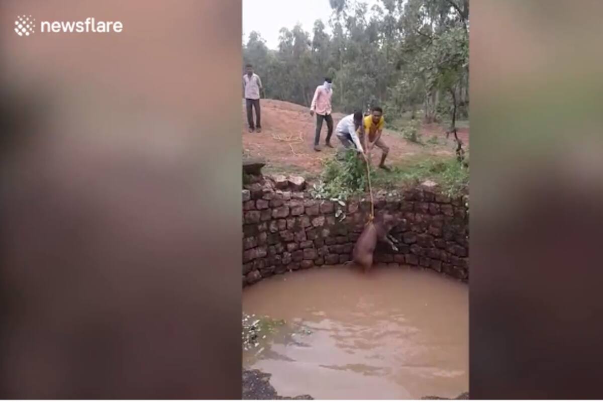 Jabalí atrapado en un pozo ataca a los rescatistas después de ser liberado en India