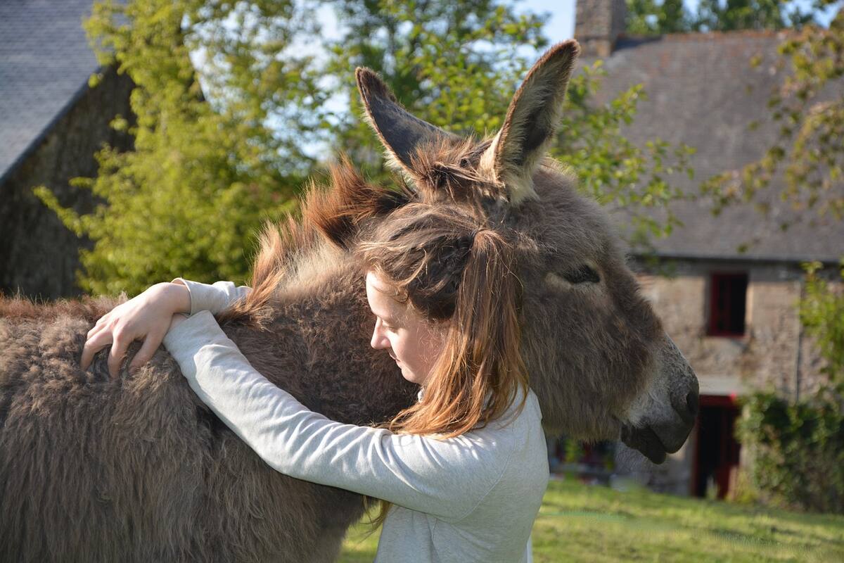 Día Mundial del Burro: ¿Cómo se originó y por qué es tan importante esta celebración?