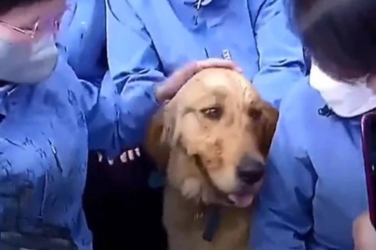 Perro se niega a separarse de los médicos que lo cuidaron durante cuarentena