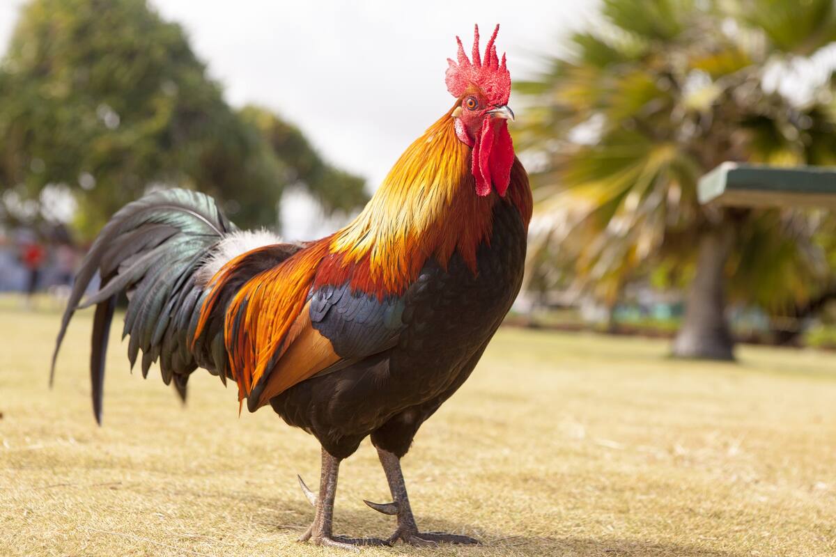 Gallo de pelea mata a policía en redada contra peleas clandestinas