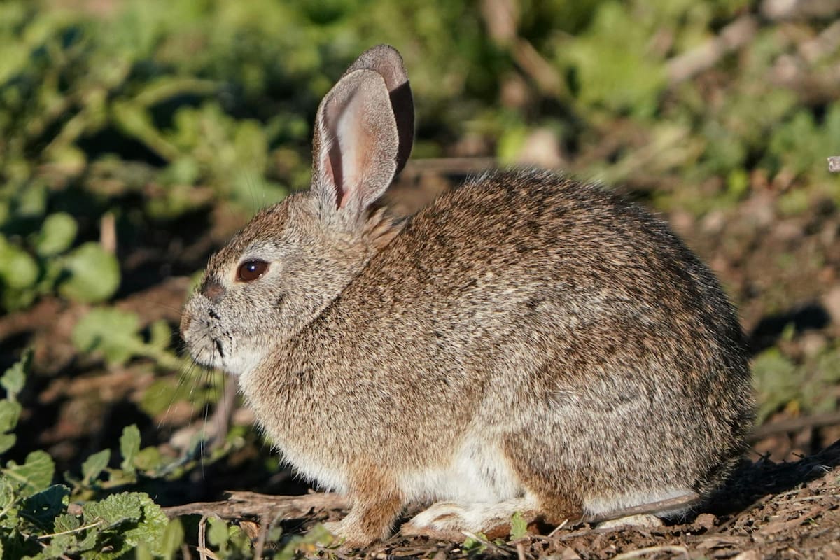 ¿Fiebre del conejo? Autoridades sanitarias investigan posibles casos de tularemia, una rara infección bacteriana en Estados Unidos