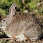 ¿Fiebre del conejo? Autoridades sanitarias investigan posibles casos de tularemia, una rara infección bacteriana en Estados Unidos