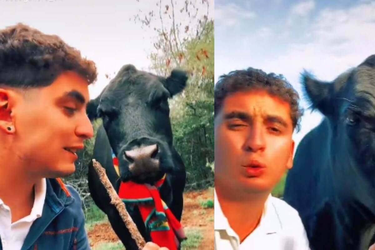 "Es mi perro-Vaca", ternera se vuelve mascota del joven que le salvó la vida
