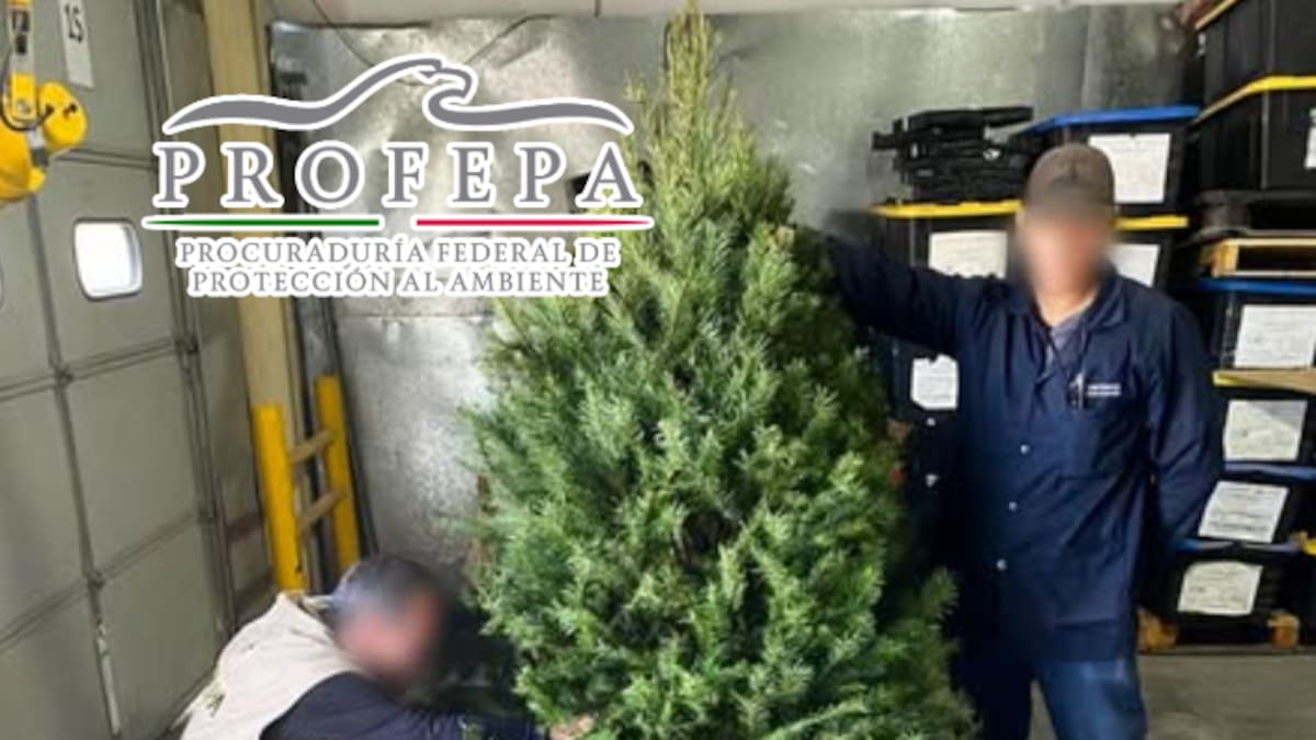 Más de 130,000 árboles de Navidad bajo lupa: Profepa intensifica operativo para frenar plagas que amenazan los bosques de México