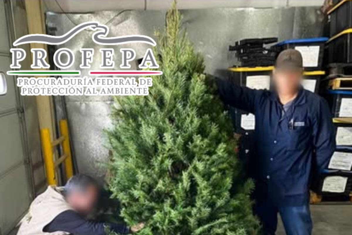 Más de 130,000 árboles de Navidad bajo lupa: Profepa intensifica operativo para frenar plagas que amenazan los bosques de México