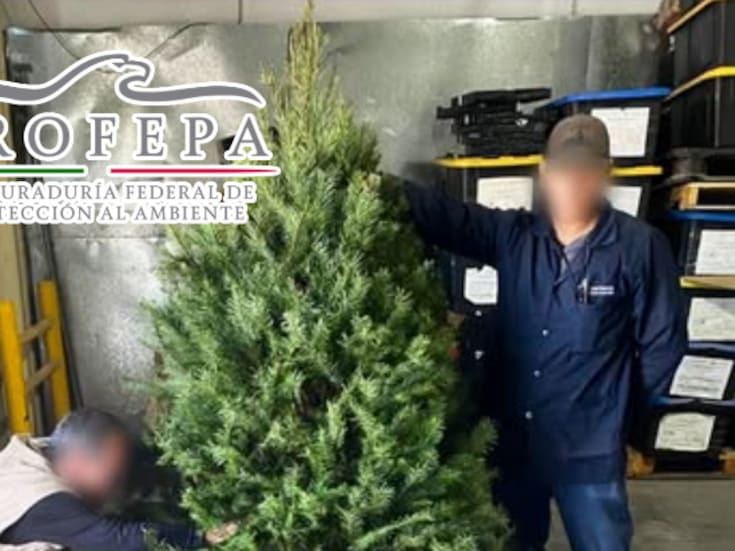 Más de 130,000 árboles de Navidad bajo lupa: Profepa intensifica operativo para frenar plagas que amenazan los bosques de México