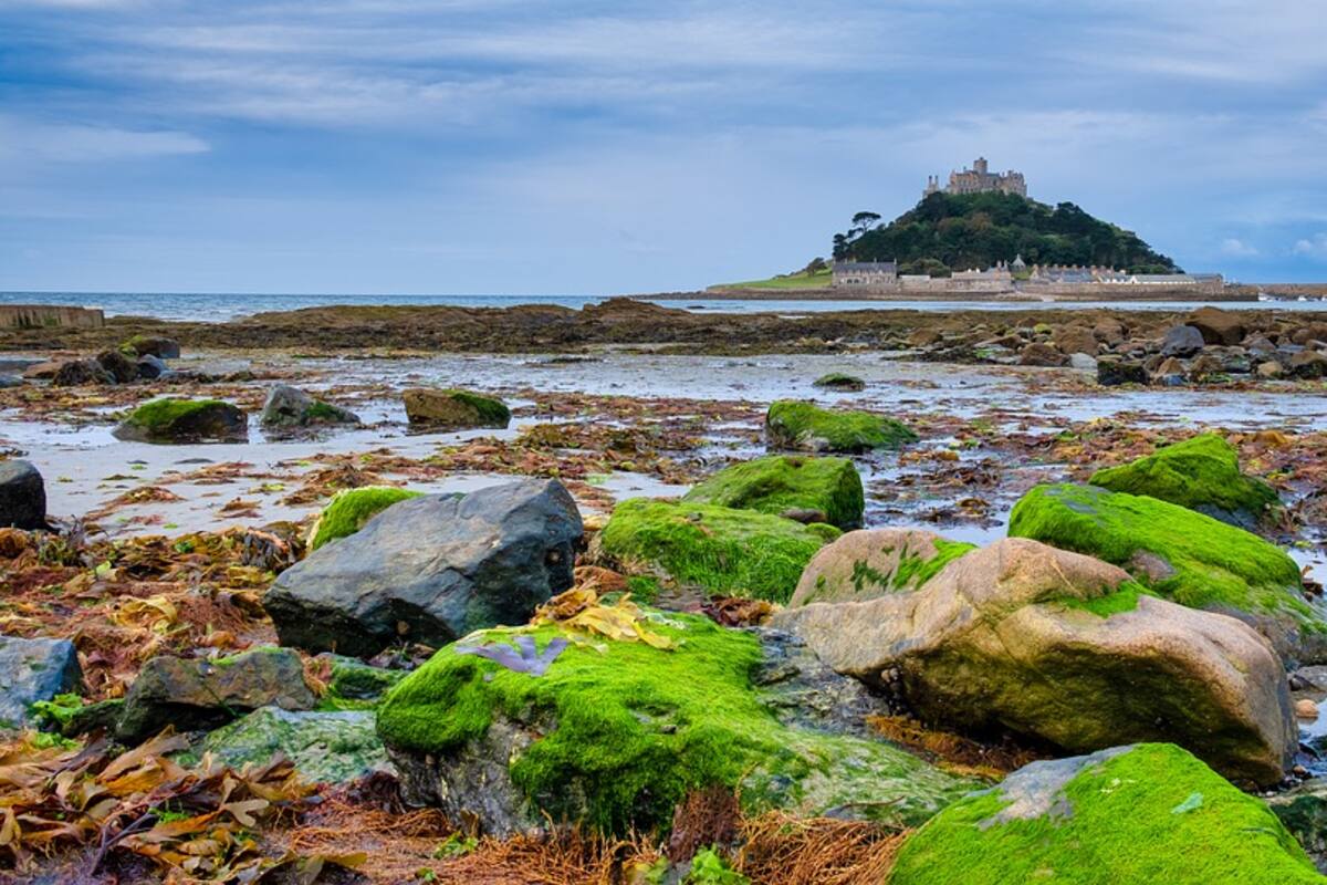 Algas capaces de matar en segundos afectan playas de Francia