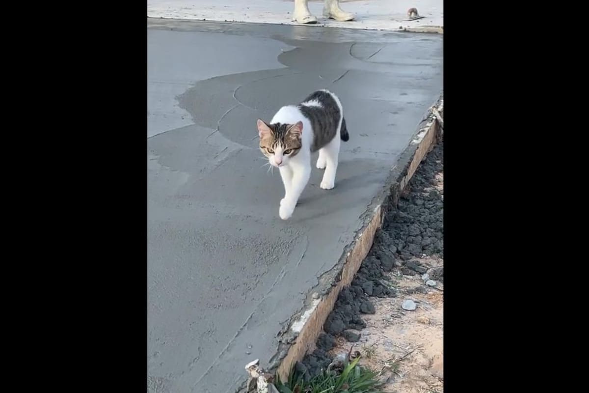 VIRAL TIKTOK: Gatito camina sobre cemento fresco y causa revuelo en redes sociales