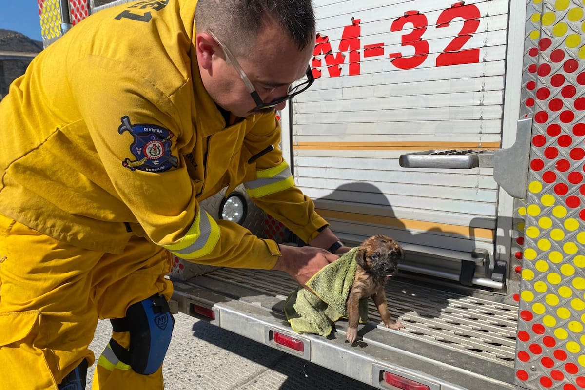 Rescatan a dos cachorros atrapados en una tubería