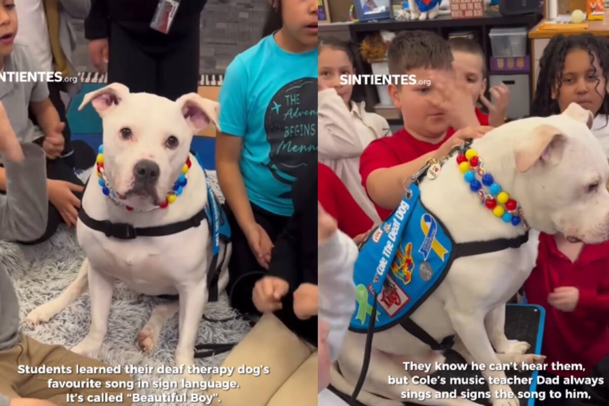 CONMOVEDOR: Estudiantes de lenguaje de señas le cantan a su perrito de terapia sordo su canción favorita