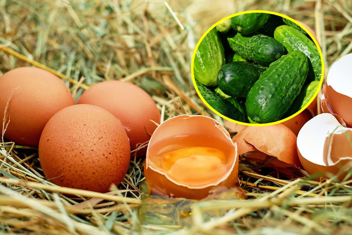 Alertan y retiran 1.7 millones de huevos por riesgo de salmonela; también hay pepinos afectados en EEUU