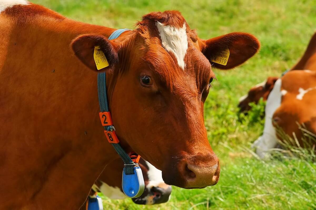 Vacas en Chernobyl se volvieron salvajes, descubren científicos tras investigación