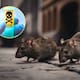 Ratones urbanos en Nueva York muestran mutaciones que los hacen más resistentes a venenos comunes, según estudio de Rutgers