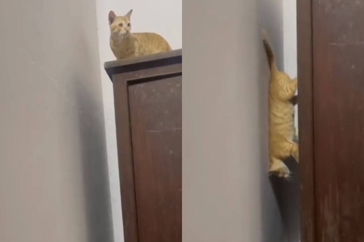 Gato genera sensación en redes por su particular forma de bajar al suelo desde un mueble alto