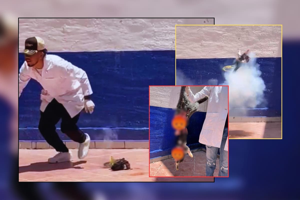 IMÁGENES FUERTES: Estudiantes de criminología explotaron a un gatito con pirotecnia y difundieron el video: “Salimos buenos criminales o buenos criminólogos jajaja”