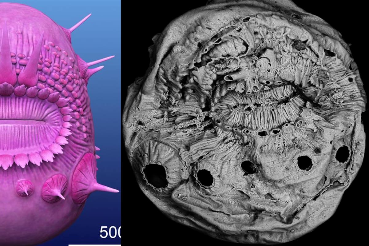 Saccorhytus: La criatura que pudo ser el primer abuelo del ser humano pierde “su título”