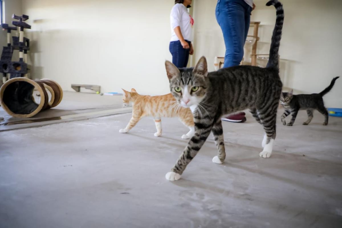 Reconoce BC sentimiento de animales