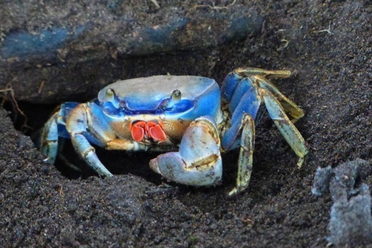 Cientos de cangrejos invaden una casa en Florida
