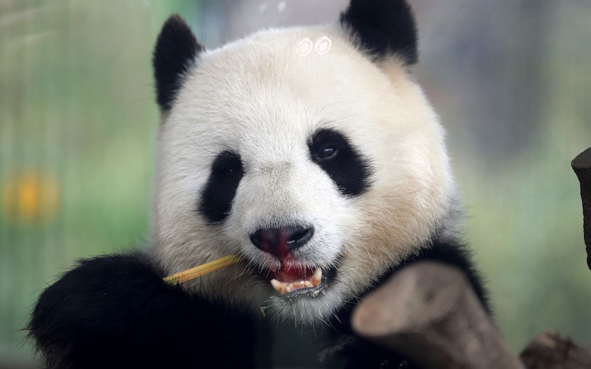 Fotografía de archivo del viernes 5 de abril de 2019 tomada a través de un vidrio de la panda Meng Meng comiendo bambú en su recinto en el zoológico de Berlín, Alemania. (AP Foto/Michael Sohn, Archivo)
