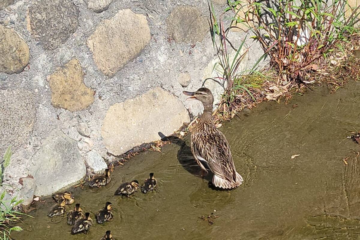 Rescatan a patos y sus crías en arroyo de aguas negras cerca de PFLC
