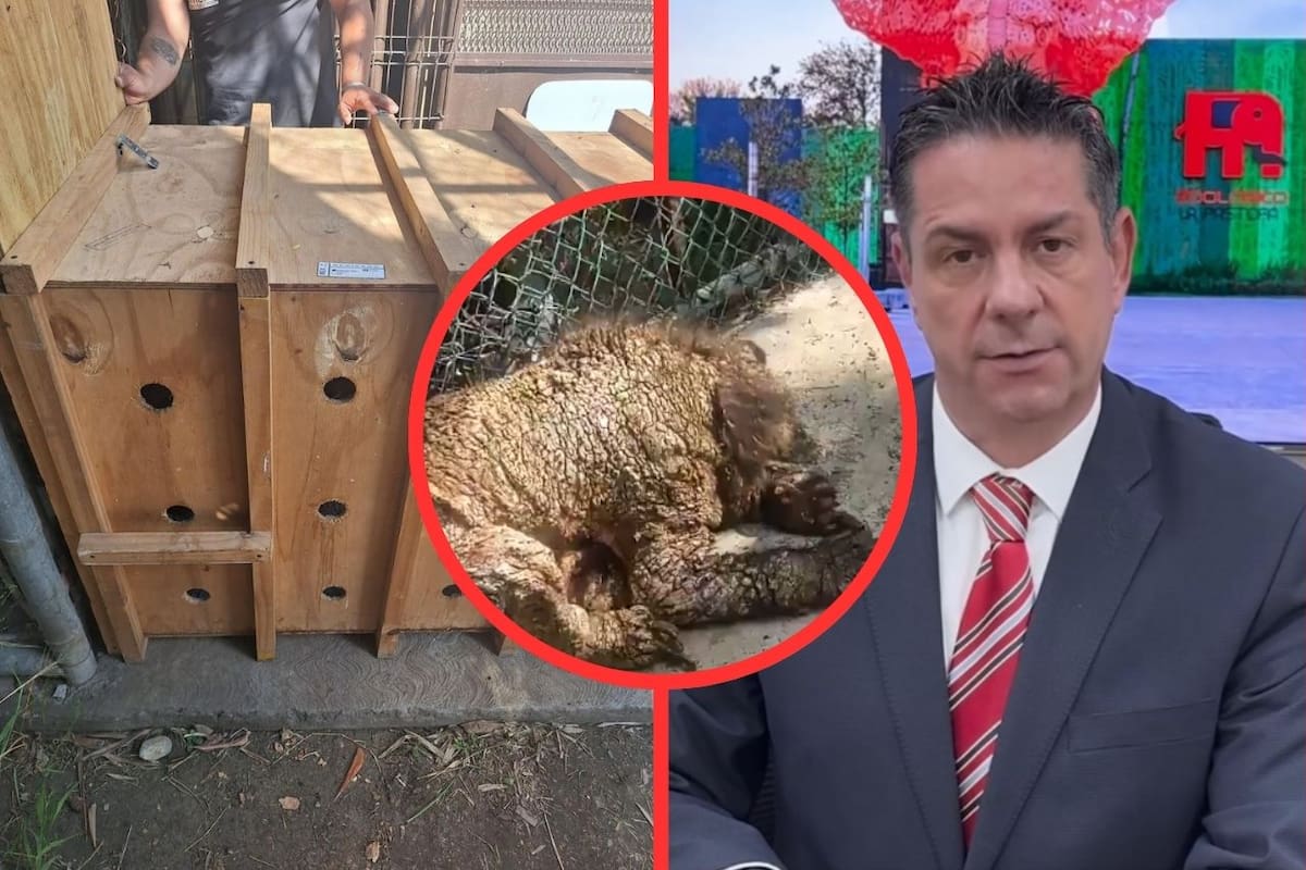 Separan a directivo en Zoológico La Pastora por negligencia con la osa Mina; Profepa confirma traslado para atención médica especializada