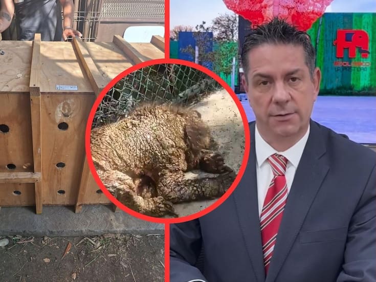 Separan a directivo en Zoológico La Pastora por negligencia con la osa Mina; Profepa confirma traslado para atención médica especializada
