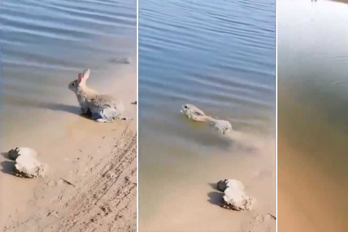 VIDEO: Tierno conejo se hace viral por nadar en un río como todo un ‘experto’