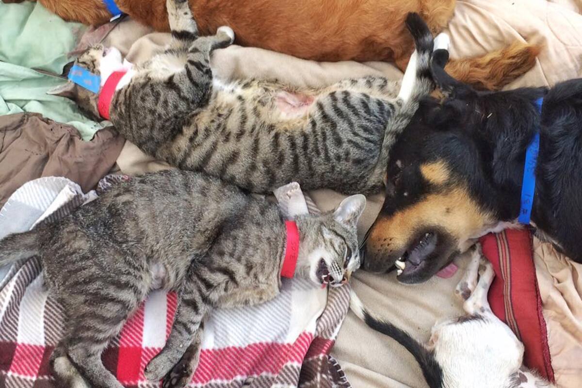 Ayuntamiento pondrá lupa a jornadas de esterilización de mascotas