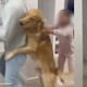 “Sacó los pasos prohibidos”: Perro se une al baile familiar y terminan protagonizando un momento viral