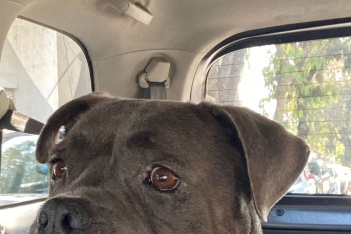 Solicitan apoyo para perrita pitbull que necesita quimioterapias para salvarse