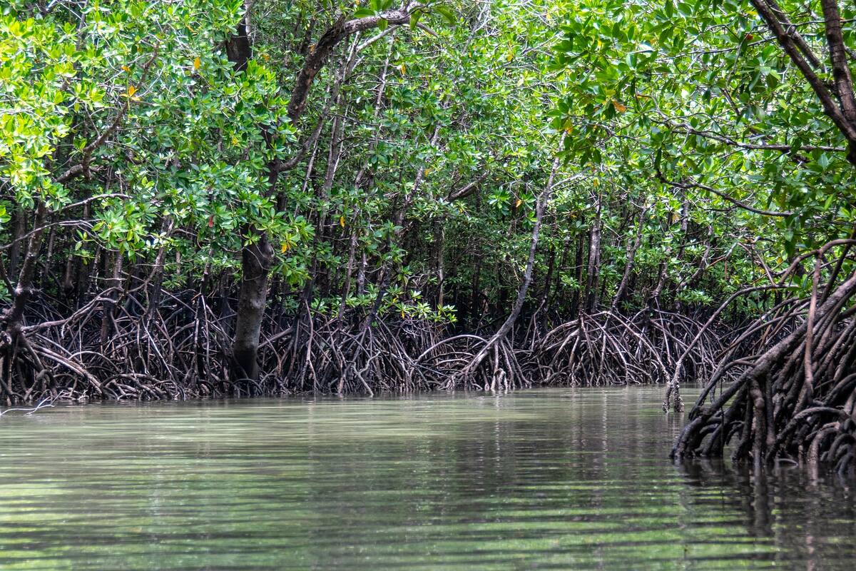 En Yucatán, encuentran ecosistema de manglares de más de 126 mil años