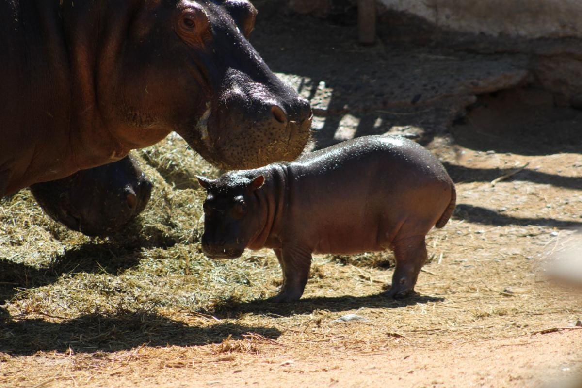 En las próximas semanas la cría de hipopótamo podría ser bautizado. FOTOS: TEODORO BORBÓN