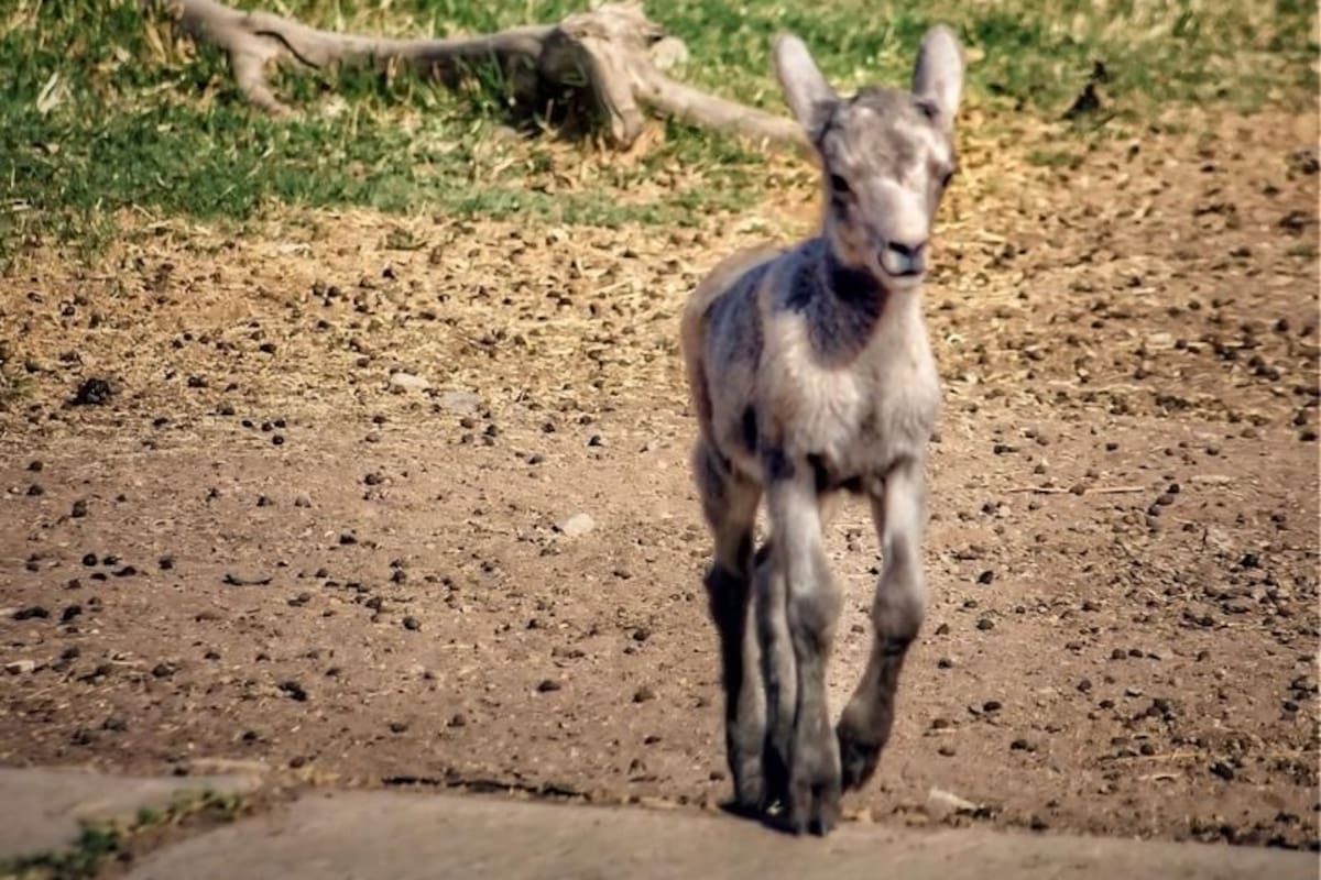 Crece la familia de borregos cimarrón en el Bosque y Zoológico de la Ciudad de Mexicali