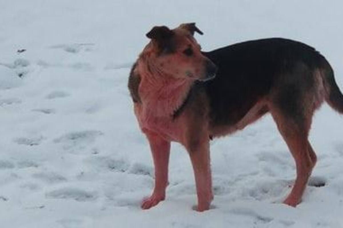 Aparece perro color rosa en las calles de Rusia