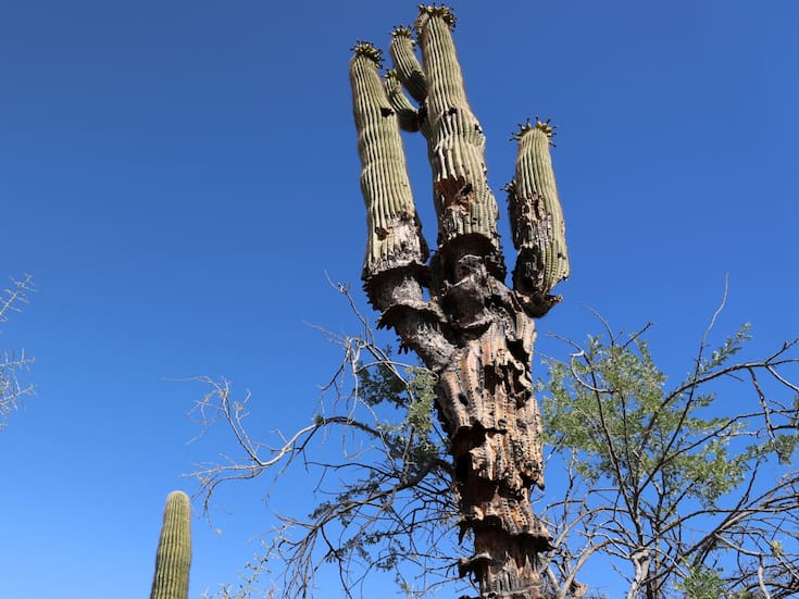 Calor extremo en marzo rompe récord en Arizona con 43 grados y enciende alertas por temperaturas atípicas en la región