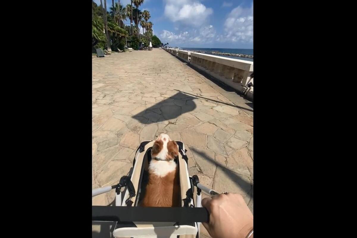 VIRAL TIKTOK: Mujer compra un carrito especial para que su perrito pueda viajar